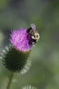 Bumble Bee on Bull Thistle Royalty Free Stock Photo