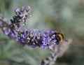 Bumble bee busy pollinating lavender flowers Royalty Free Stock Photo