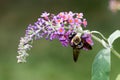 Bumble Bee on Butterfly Bush