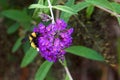 Bumble bee on butterfly bush