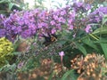 Bumble bee on butterfly bush