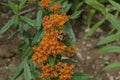 Bumble Bee on Butterfly Weed