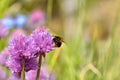 Bumble bee carder on chives