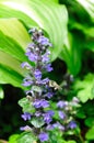 Bumble bee on carpet bugle