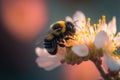 Bumble bee on a cheery blossom, Generative AI Royalty Free Stock Photo