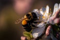 Bumble bee on a cheery blossom, Generative AI Royalty Free Stock Photo