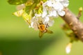 Bumble-bee on cherry flowers Royalty Free Stock Photo