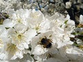 Bumble bee on cherry tree flowers Royalty Free Stock Photo