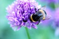 A Bumble Bee on Chive Flower Royalty Free Stock Photo
