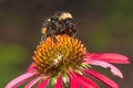 A bumble bee visiting an echinacea plant. Royalty Free Stock Photo