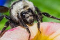 Bumble bee close up Royalty Free Stock Photo