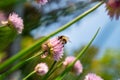 A bumble bee on a clover herb flower see from below looking up at a diagonal angle