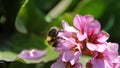 Bumble bee on a pink flower cluster Royalty Free Stock Photo