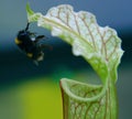 A Bumble Bee Collecting Nectar