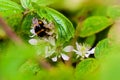 Bumble bee collecting nectar in a blackberry bush.