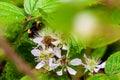 Bumble bee collecting nectar in a blackberry bush.