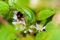 Bumble bee collecting nectar in a blackberry bush.