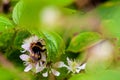 Bumble bee collecting nectar in a blackberry bush.