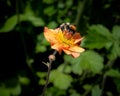 A bumblebee collecting nectar from a solitary poppy flower Royalty Free Stock Photo