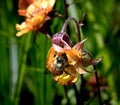 Bumble bee collecting nectar from a bright orange poppy flower with poppies in the background Royalty Free Stock Photo