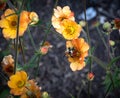 A bumblebee in profile collecting nectar from a bright orange poppy flower Royalty Free Stock Photo