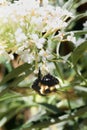 Bumble Bee Royalty Free Stock Photo