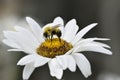 Bumble Bee Collecting Nectar from Daisy Royalty Free Stock Photo