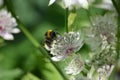 Bumble Bee collecting nectar on a flower Royalty Free Stock Photo