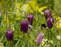 Bumble bee collecting nectar from a flower. Royalty Free Stock Photo