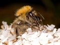 Bumble Bee on white buddleia flower Macro