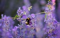 Bumble bee collecting nectar and pollen from purple lavender. Royalty Free Stock Photo