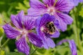 Bumble Bee collecting nectar on a purple geranium flower in a garden Royalty Free Stock Photo