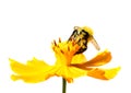 Bumble Bee Collecting Nectar on white background Royalty Free Stock Photo