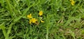 A bumble bee collecting nectar on a yellow blooming flower Royalty Free Stock Photo