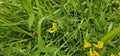 A bumble bee collecting nectar on a yellow blooming flower Royalty Free Stock Photo