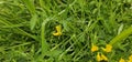 A bumble bee collecting nectar on a yellow blooming flower Royalty Free Stock Photo