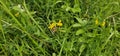 A bumble bee collecting nectar on a yellow blooming flower Royalty Free Stock Photo