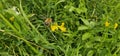 A bumble bee collecting nectar on a yellow blooming flower Royalty Free Stock Photo