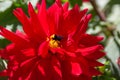 Bumble Bee collecting pollen from big red dahlia flower. Spring concept Royalty Free Stock Photo