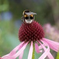 Bumble bee collecting pollen from an Echinacea Royalty Free Stock Photo