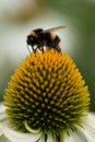 Bumble bee collecting pollen from an Echinacea Royalty Free Stock Photo