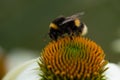 Bumble bee collecting pollen from an Echinacea Royalty Free Stock Photo