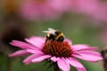 Bumble bee collecting pollen from an Echinacea Royalty Free Stock Photo