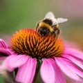 Bumble bee collecting pollen from an Echinacea Royalty Free Stock Photo