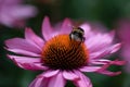 Bumble bee collecting pollen from an Echinacea Royalty Free Stock Photo