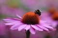 Bumble bee collecting pollen from an Echinacea Royalty Free Stock Photo