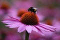 Bumble bee collecting pollen from an Echinacea Royalty Free Stock Photo