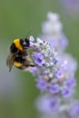 Bumble bee collecting pollen Royalty Free Stock Photo