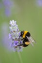 Bumble bee collecting pollen Royalty Free Stock Photo