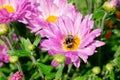 Bumble bee collecting pollen from pink flower Royalty Free Stock Photo